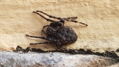 Nuctenea umbratica