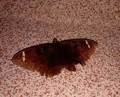 Erebus hieroglyphica