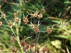 Juncus