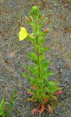 Oenothera glazioviana