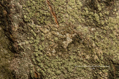 Buellia griseovirens