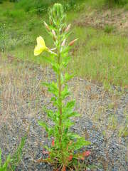 Oenothera glazioviana