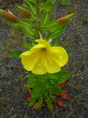 Oenothera glazioviana