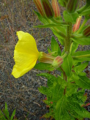 Oenothera glazioviana