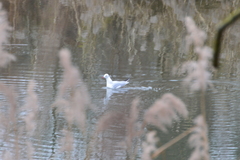 Chroicocephalus ridibundus