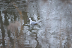 Chroicocephalus ridibundus