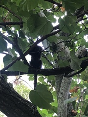 Callithrix jacchus × penicillata