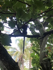 Callithrix jacchus × penicillata