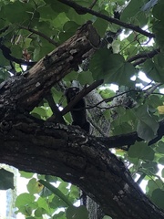 Callithrix jacchus × penicillata