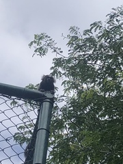 Callithrix jacchus × penicillata