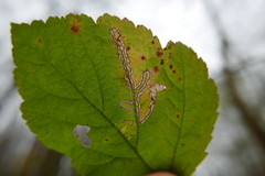 Stigmella splendidissimella