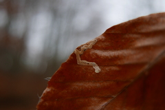 Stigmella hemargyrella