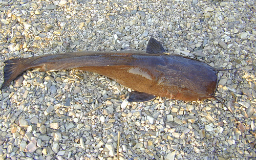 Tanganyika deepwater catfish (Dinotopterus cunningtoni) — Clariidae