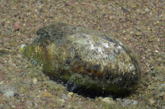 Pleiodon spekii