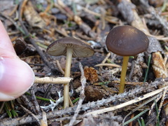 Strobilurus esculentus