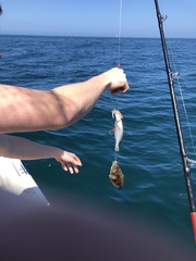 Citharichthys sordidus