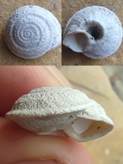 Sphincterochila cariosa