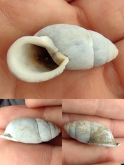 Buliminus labrosus labrosus