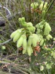 Erica sparrmanni