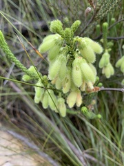 Erica sparrmanni
