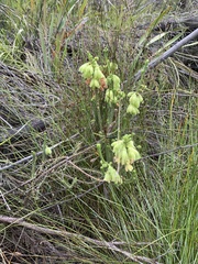 Erica sparrmanni