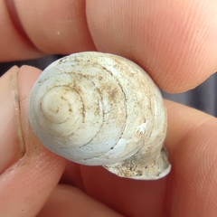 Buliminus labrosus labrosus