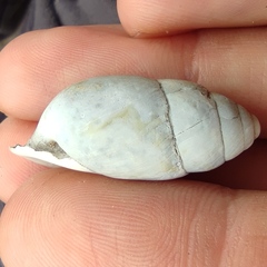 Buliminus labrosus labrosus