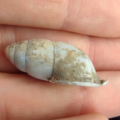 Buliminus labrosus labrosus