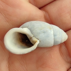 Buliminus labrosus labrosus