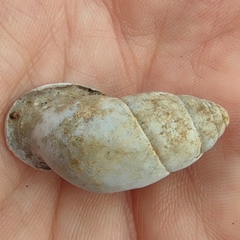 Buliminus labrosus labrosus