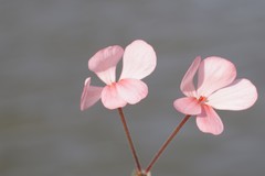 Pelargonium frutetorum