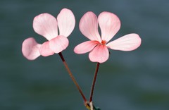 Pelargonium frutetorum