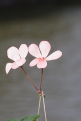 Pelargonium frutetorum