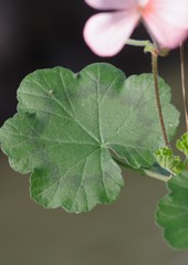 Pelargonium frutetorum