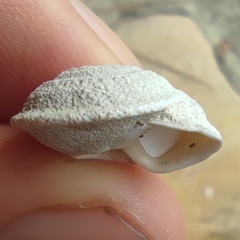 Sphincterochila cariosa