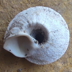 Sphincterochila cariosa