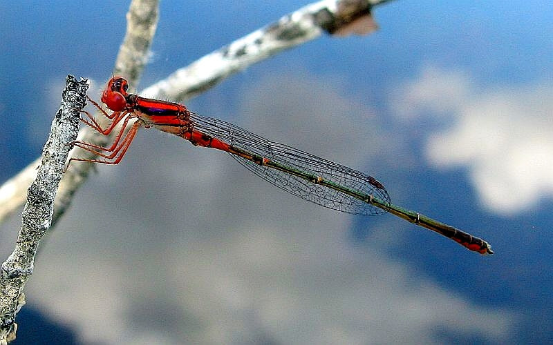 Cherry Bluet
