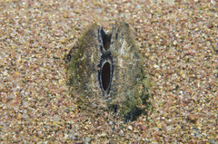 Pleiodon spekii