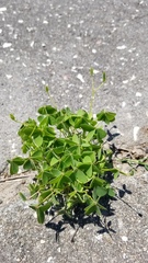 Oxalis
