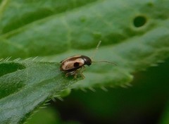 Longitarsus lateripunctatus