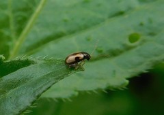 Longitarsus lateripunctatus