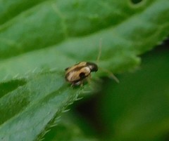 Longitarsus lateripunctatus