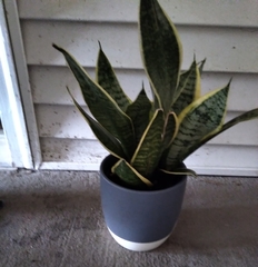 Agave obscura