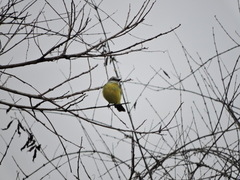 Tyrannus albogularis