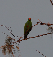 Eclectus roratus