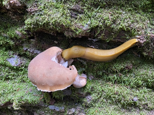 Slender Banana Slug, The Forest of Nisene Marks State Park, Aptos, CA, US, photo 5 of 10