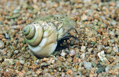 Neothauma tanganyicense