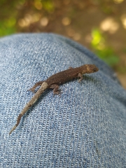 Lepidoblepharis sanctaemartae