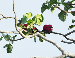 Lorius hypoinochrous