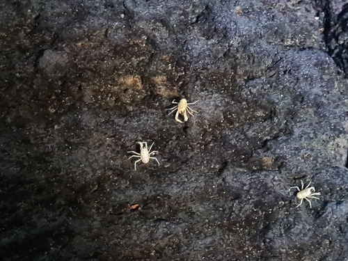 Jameos Blind Crab
